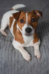 Jack Russell Terrier on the bed. The dog lies on the bed and looks at the camera. Copy space. Vertical