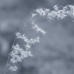 photo of artistic grass flowers in the forest