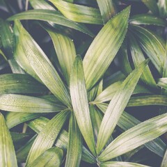 photo of hoya kerrii in the garden