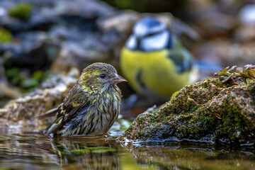 Zeisig (Carduelis spinus) Weibchen und Blaumeise