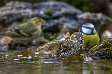 Zeisig (Carduelis spinus) Weibchen und Blaumeise