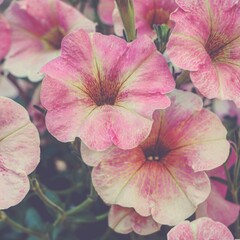 Fototapeta premium photo of artistic pink petunia flowers in the garden