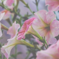 Fototapeta premium photo of artistic pink petunia flowers in the garden