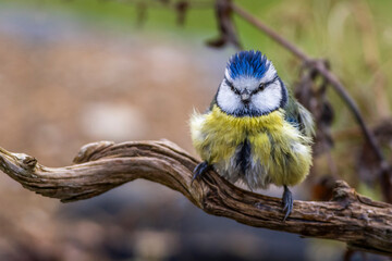 Blaumeise (Parus caeruleus)