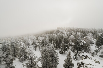 snow-covered winter coniferous forest, with completely snow-covered Christmas trees in Taganay national Park