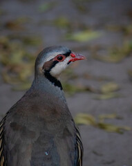 Chukor Petridge Bird