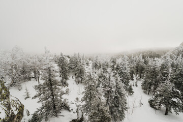 snow-covered winter coniferous forest, with completely snow-covered Christmas trees in Taganay national Park
