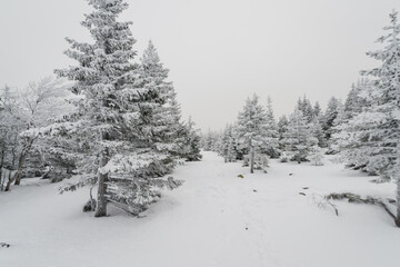 snow-covered winter coniferous forest, with completely snow-covered Christmas trees in Taganay national Park