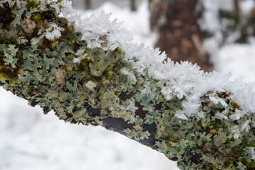 delle splendide formazioni di cristalli di ghiaccio sui rami di abete in inverno inoltrato in...