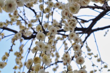 青空と小春日和の満開の白い枝垂れ梅