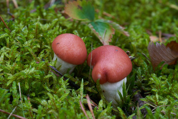 Uncommon mushroom Gomphidius roseus in the pine forest. Known as rosy spike-cap or pink gomphidius. Wild mushrooms growing in the moss.