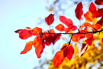 Fototapeta na wymiar autumn, tree, nature, branch, leaf, leaves, sky, red, ginger, blue, foliage, orange, season, color, plant, green, bright, sun, flower, beauty, spring, summer, water, reflection, sky , clouds, beautif
