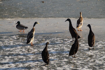 ducks and geese walk on a frozen lake