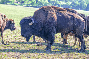 Bison
