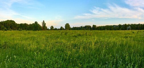 Naklejka premium sky, field, landscape, grass, nature, blue, summer, meadow, clouds, flowers, countryside, green, autumn, agriculture, wheat, horizon, farm, yellow, land, outdoors, trees, tree, plant, blue sky, nature