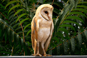 
bird, starling, nature, beak, thrush, black, tree, wild, feathers, twig, robin, birds, blue, colorful, spring, wing, sparrow, avian, wings, sky, fly, sparrows, fauna, finch, seagull, sky, sea, flight