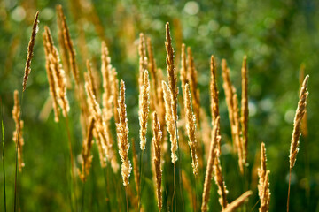 
grass, nature, wheat, plant, field, green, summer, flower, grain, agriculture, cereal, dry, sky, seed, spring, crop, meadow, wild, food, growth, farm, grow, harvest, stalk, spikelet, ears, sheaves, s