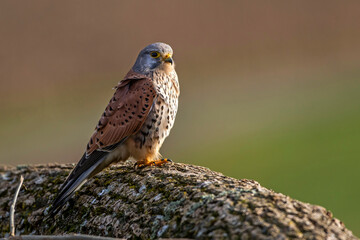 Turmfalke (Falco tinnunculus) Männchen