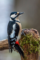Buntspecht (Dendrocopos major) Weibchen