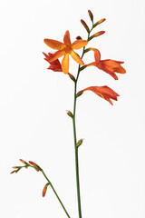 ヒメヒオウギズイセン （クロコスミア, Crocosmia）