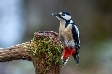 Buntspecht (Dendrocopos major) Weibchen