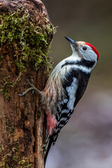 Mittelspecht (Leiopicus medius)