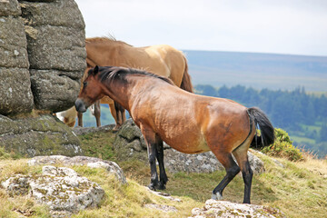 Dartmoor ponies on Meldon Hill
