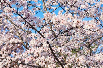 満開に咲き誇る春の桜、卒業、入学