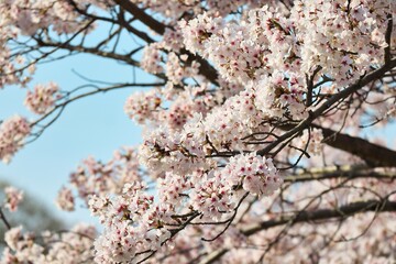 満開に咲き誇る春の桜、卒業、入学