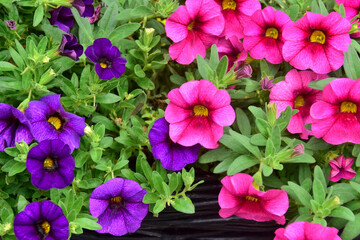 Rosa und violette Million-Bells (Zauberglöckchen)