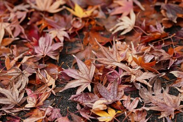 初冬のモミジの落ち葉
