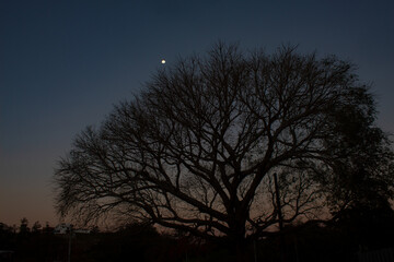 Fototapeta na wymiar tree at night