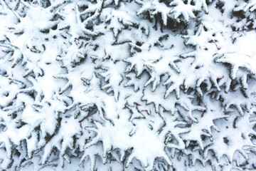 Snow lies on the branches of a Christmas tree forming a background, texture, pattern.