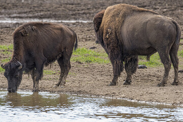 Bison