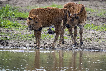 Bison