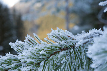delle splendide formazioni di cristalli di ghiaccio sui rami di abete in inverno inoltrato in...