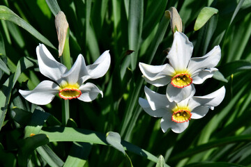 Obraz premium Sternblütige Narzissen (narcissus poeticus)