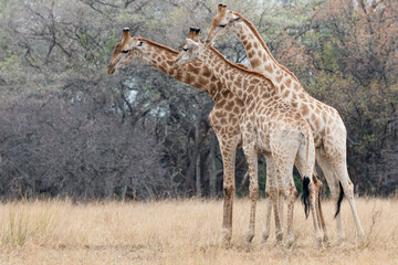 Africa giraffe
