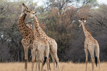 Africa giraffe