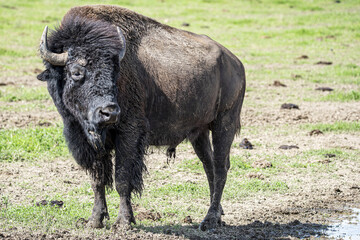 Bison
