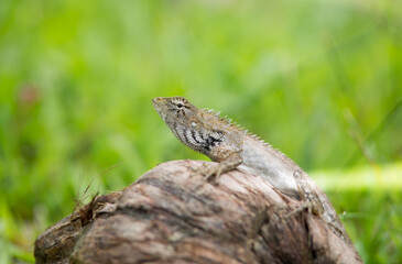 lizard on a rock