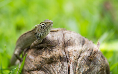 lizard on a tree