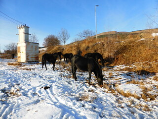 Horses, snow, grass, blue sky