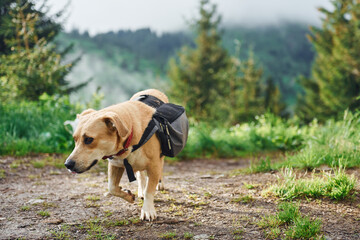 Obraz premium Cute dog with bag. Majestic Carpathian Mountains. Beautiful landscape of untouched nature