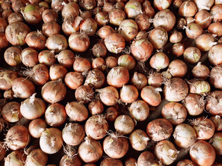 A large amount of stacked onions