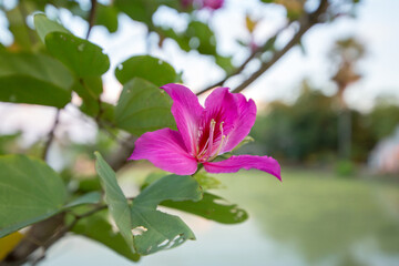 Bauhinia purpurea in the garden, focus selective.