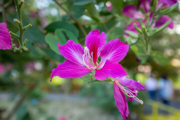 Bauhinia purpurea in the garden, focus selective.