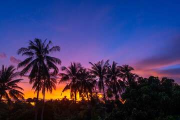 silhouette coconut and palm trees at sunset sky