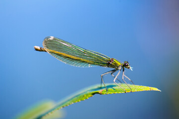 Dragonfly on leaf. An orange colored dragonfly is sitting on tip of green leaf. Close-up photo of beautiful dragonfly.