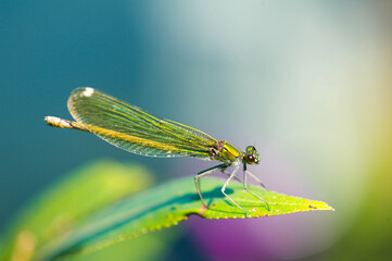 Dragonfly on leaf. An orange colored dragonfly is sitting on tip of green leaf. Close-up photo of beautiful dragonfly.
